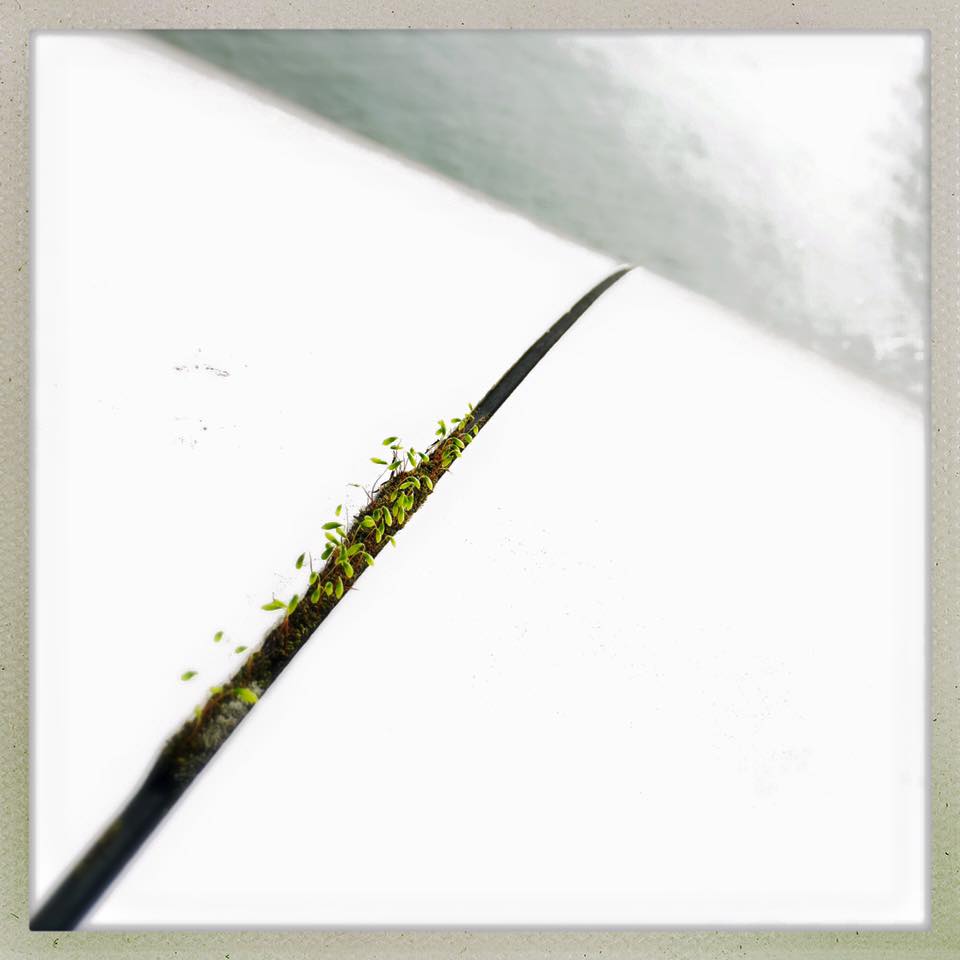 12509223_10208738995973487_4327701390896805431_n